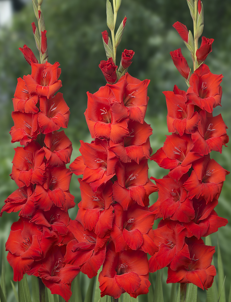 Gladiolus 'Bonfire'